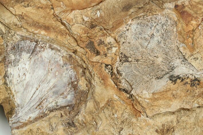 Two Fossil Ginkgo Leaves From North Dakota - Paleocene #201223